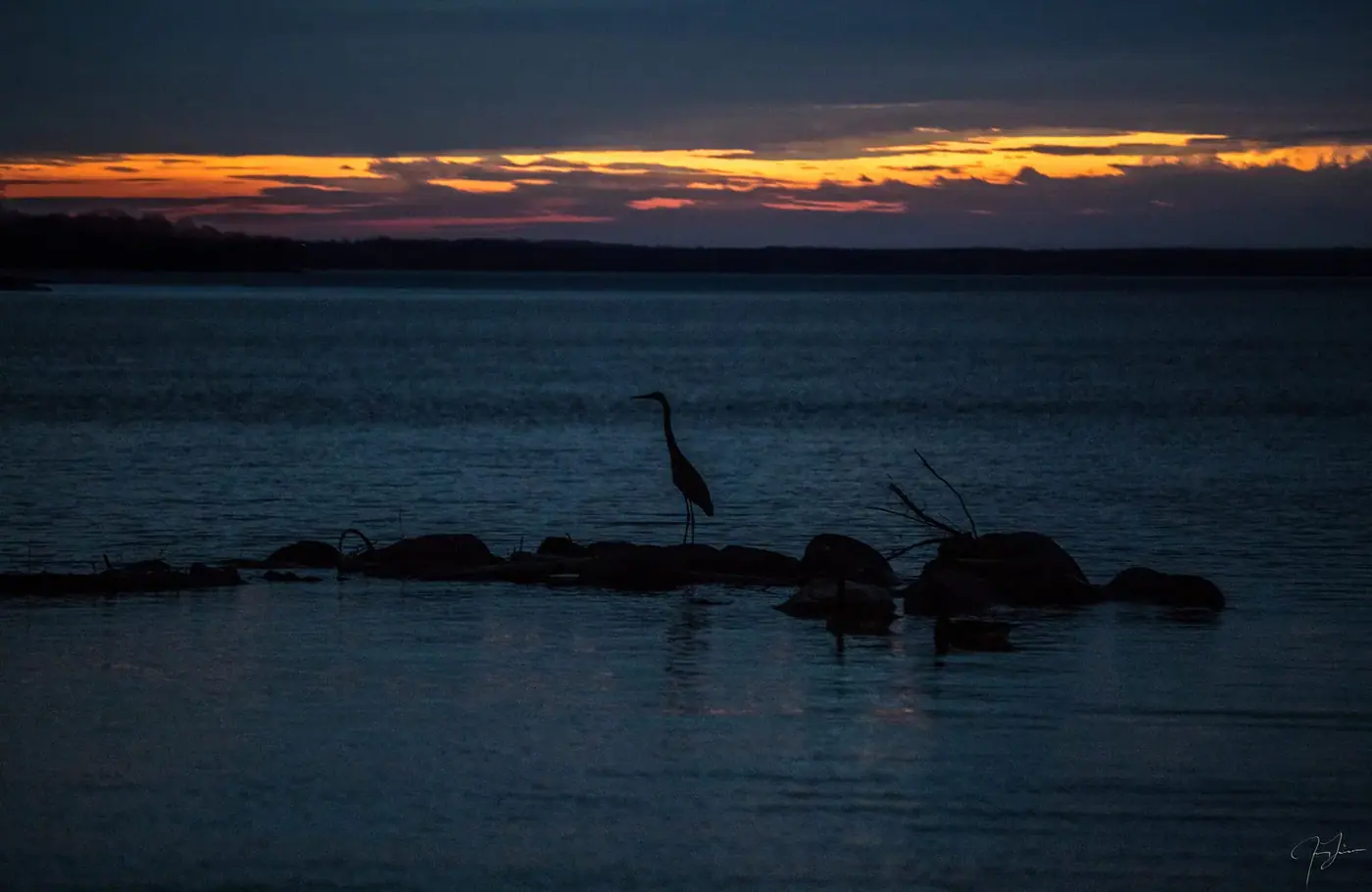 Heron at dusk, Landscape