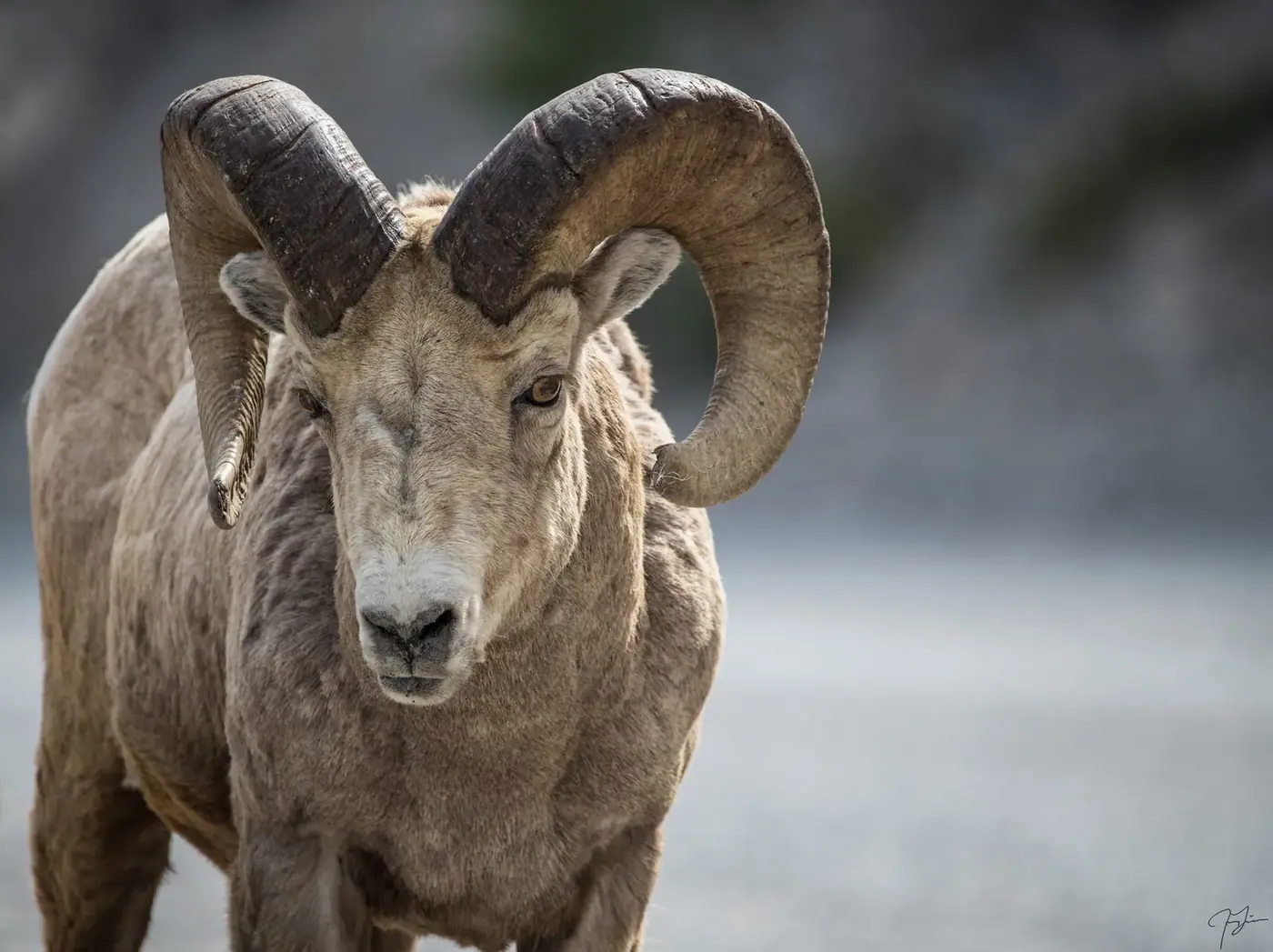 Bighorn ram, Wildlife
