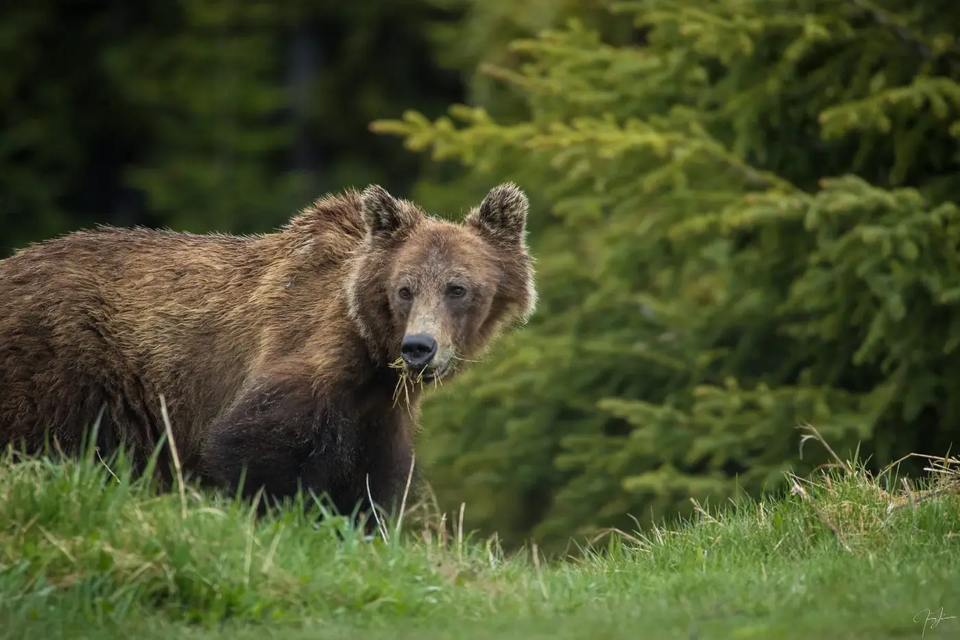 Grizzly, Wildlife