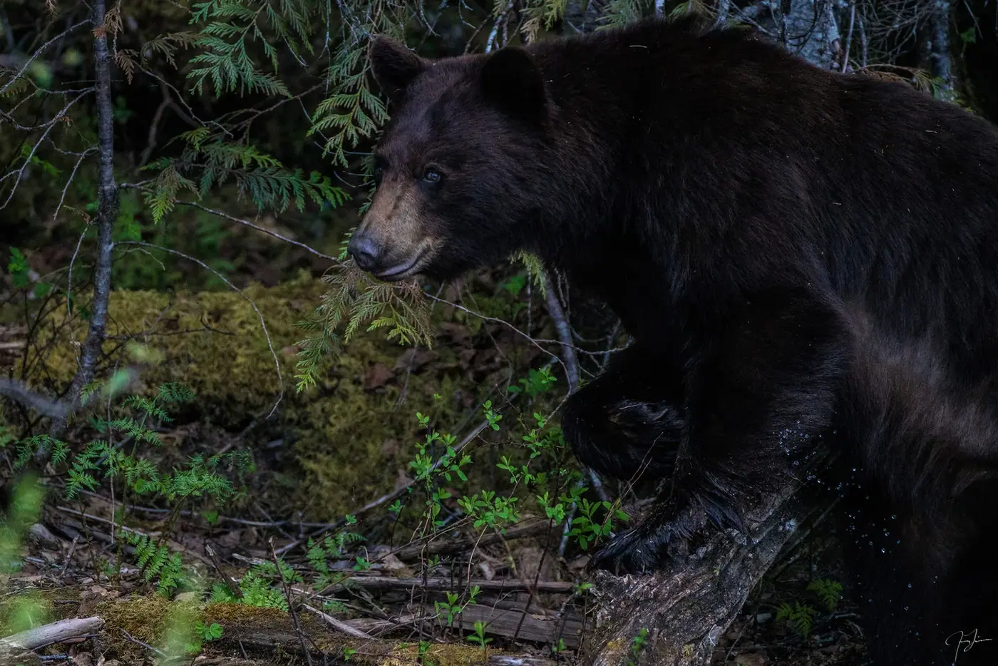 Black bear, Wildlife