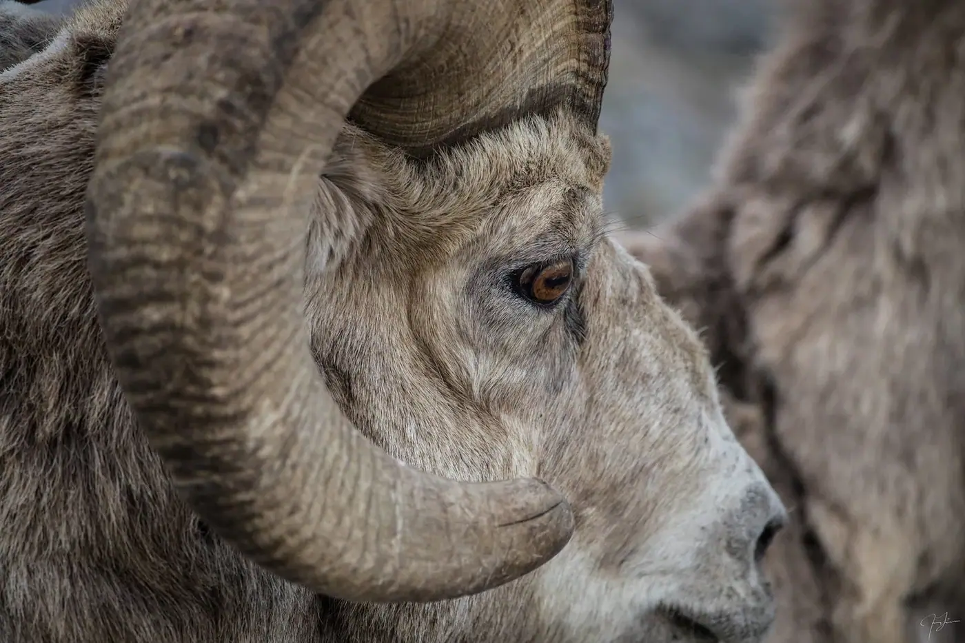 Ram, close, Wildlife