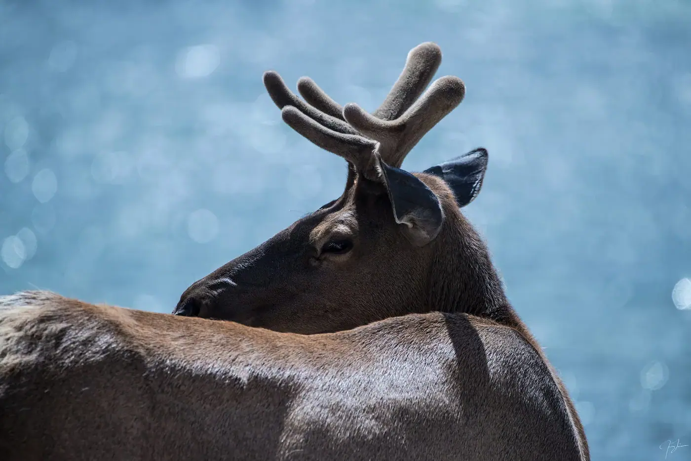 Caribou, Wildlife