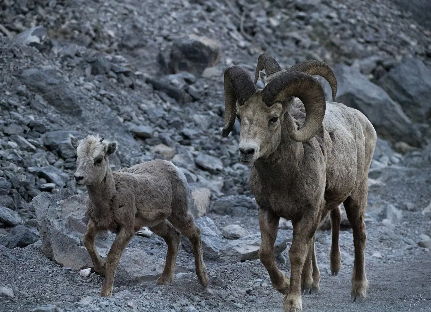 Ewe and lamb, Wildlife