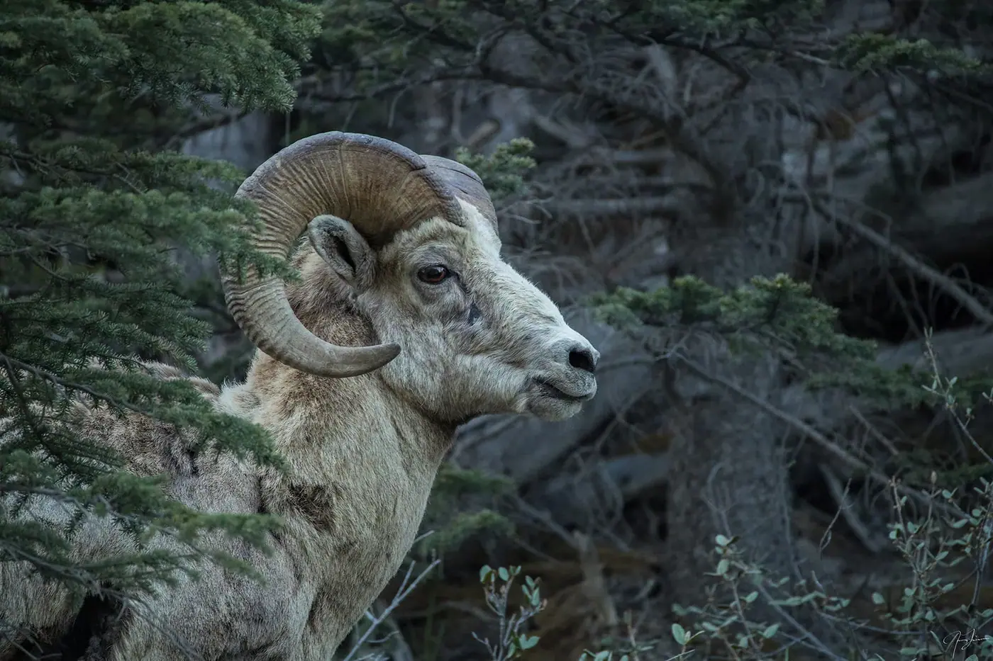 Ram in profile, Wildlife