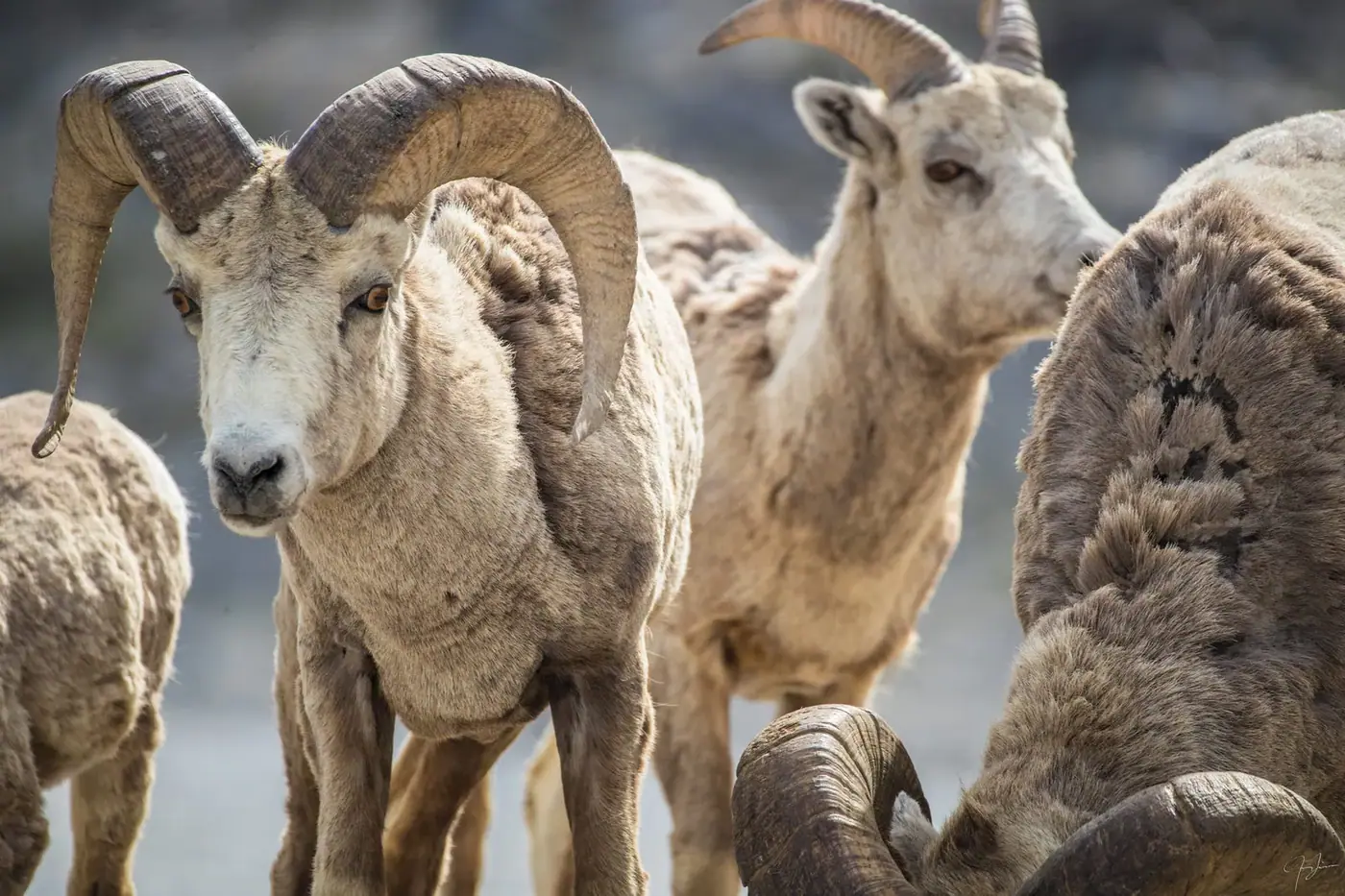 Rams, Wildlife
