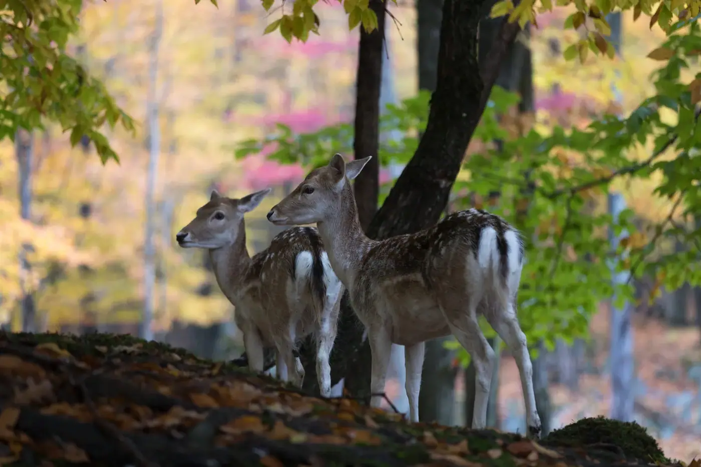 Deer, Wildlife