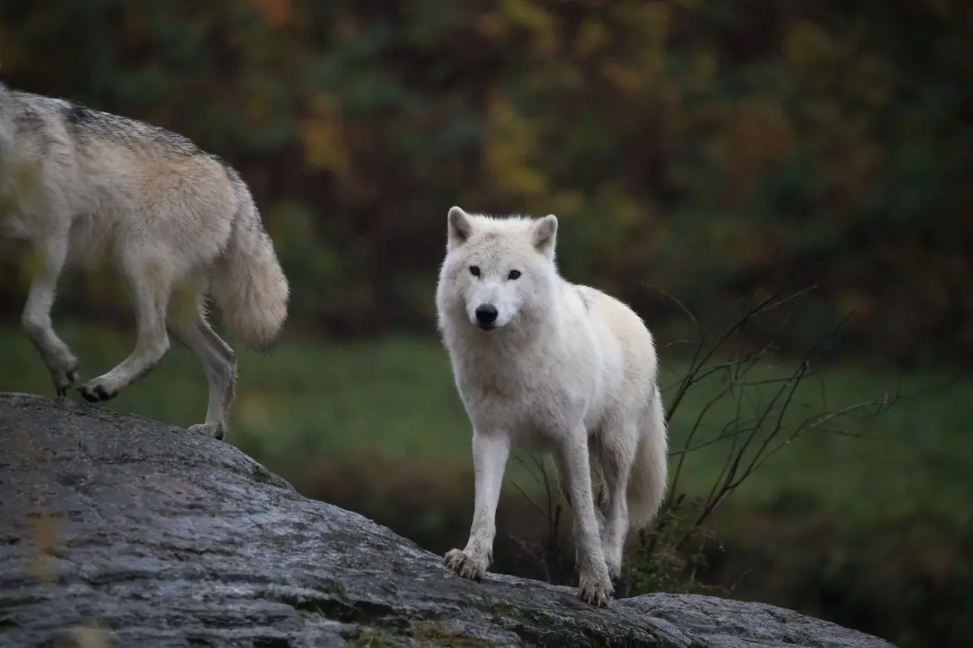 Wolves, Wildlife