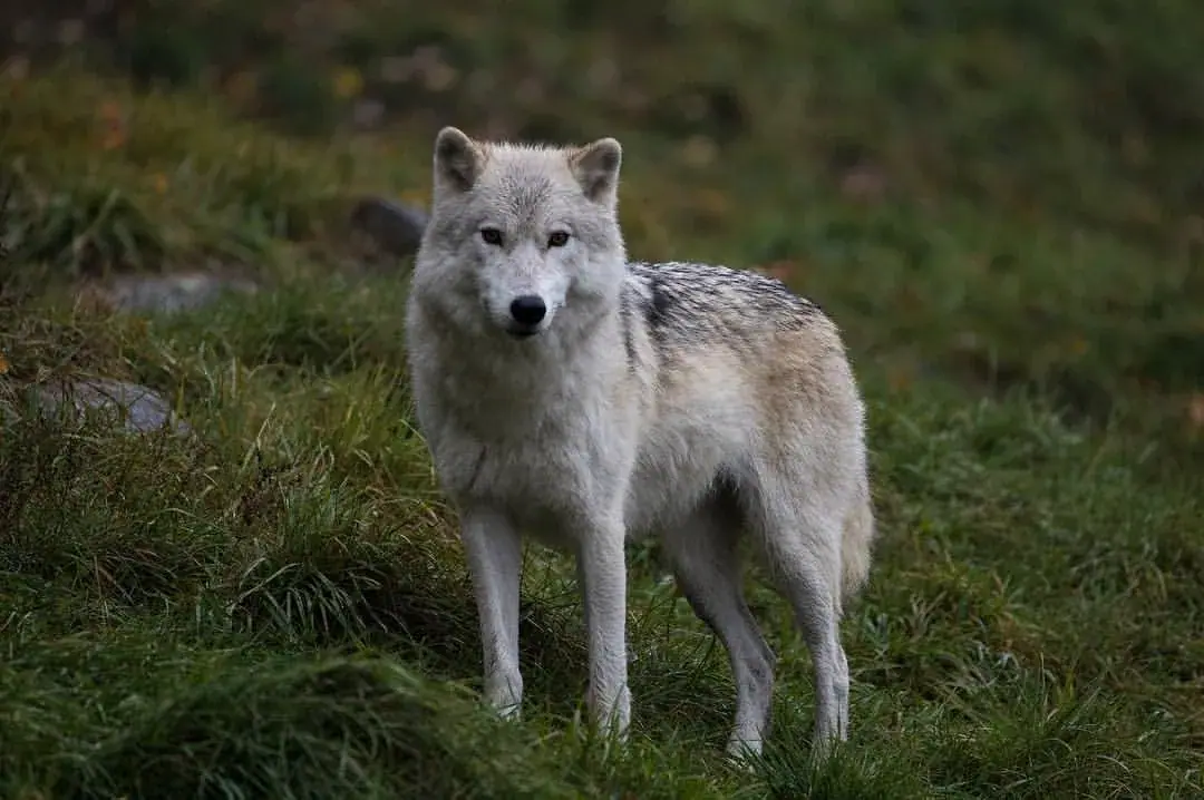 Grey wolf, Wildlife