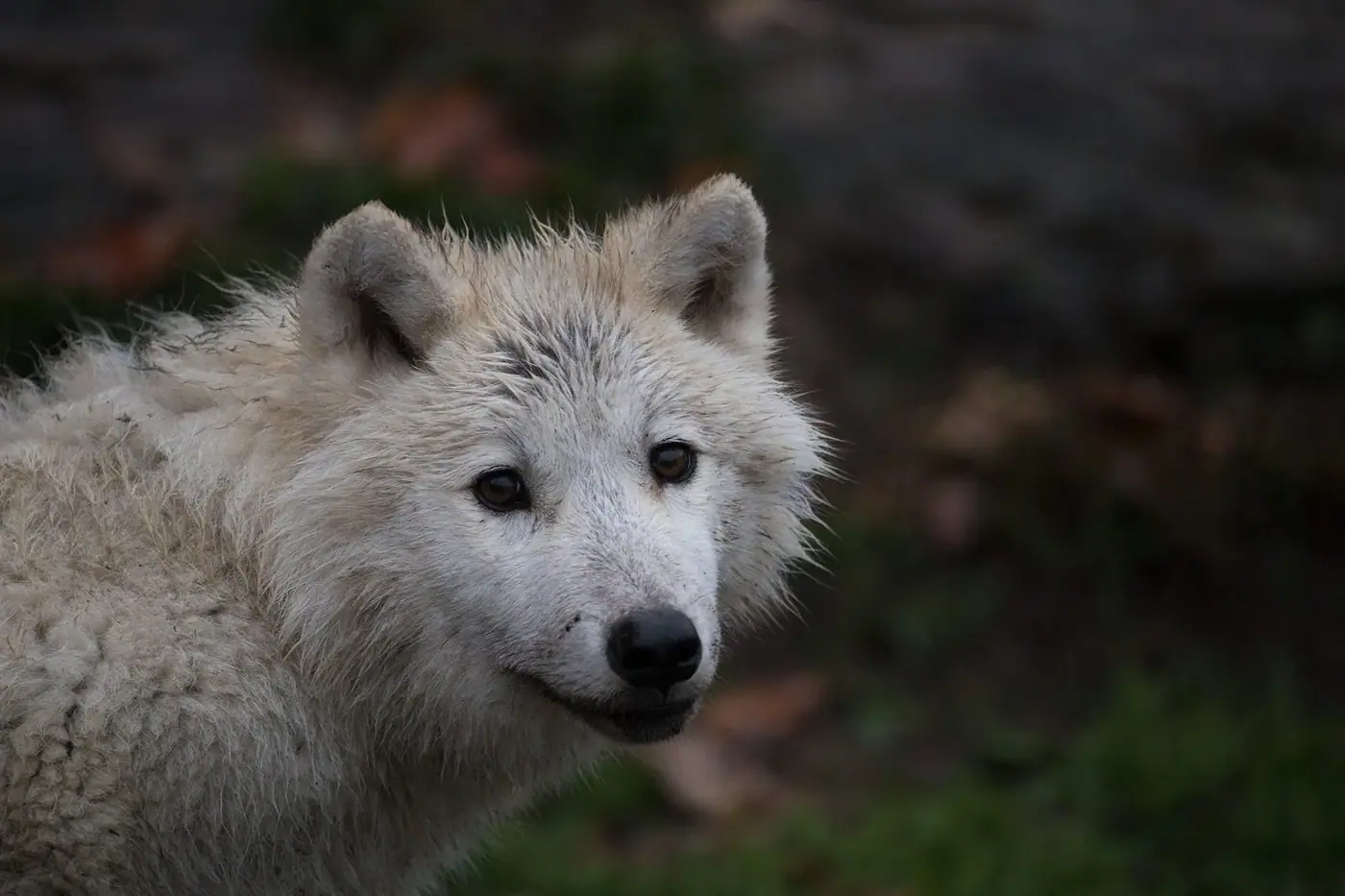 Arctic wolf, Wildlife