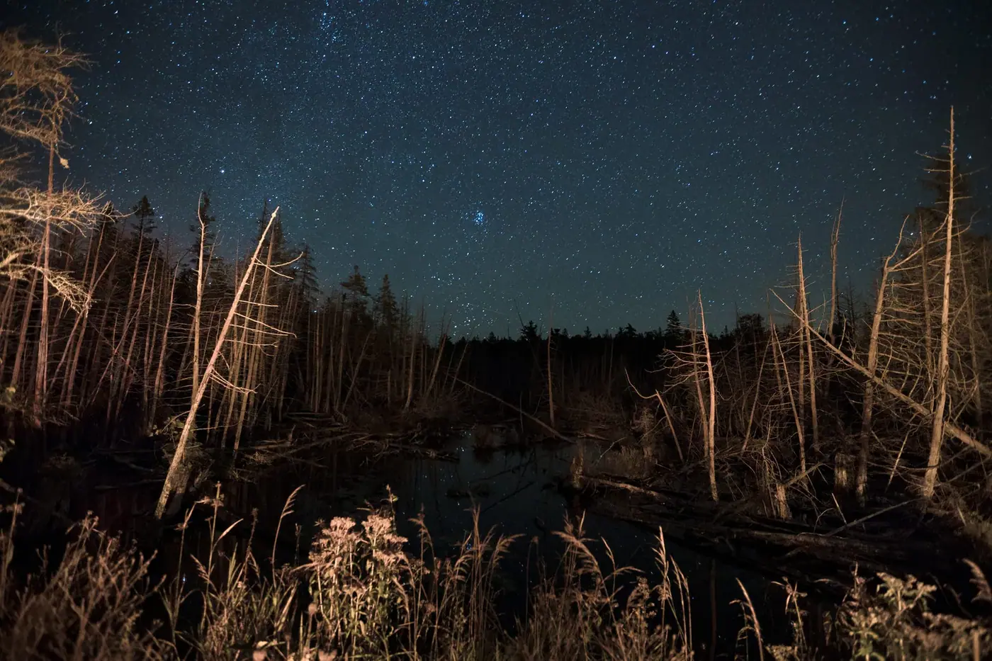 Night marsh, Astro