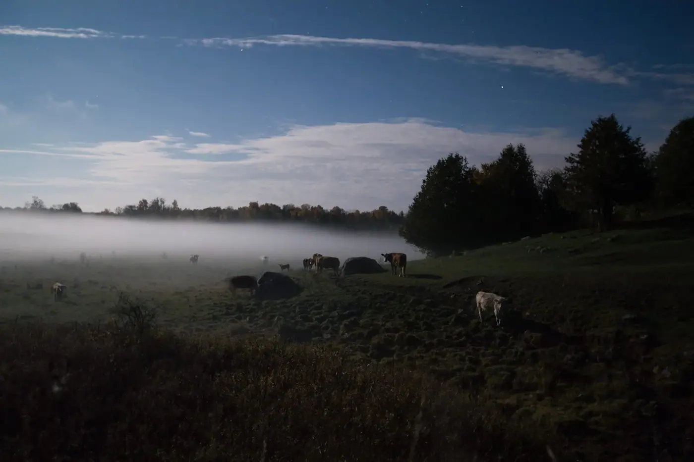 Mist over the field, Landscape